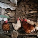 Economía.- Detectado el virus de Influenza Aviar en una explotación de aves de corral en Ahillones (Badajoz)