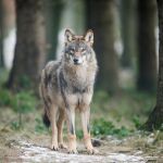 Cantabria acusa al MITECO de querer "amordazar" a las CCAA tras demostrar que la conservación del lobo es "favorable"