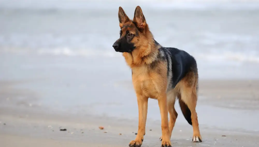 El pastor alemán es una raza de perro con doble capa de pelo