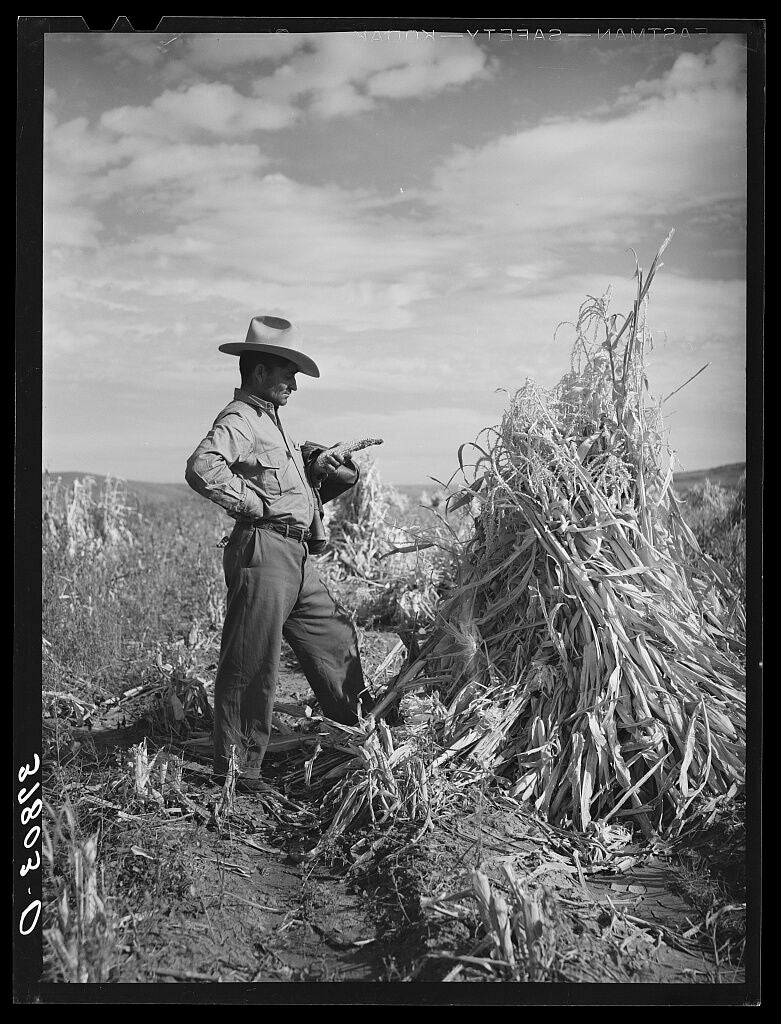 Agricultor en un campo de maíz en Concho (Arizona, EE UU)