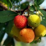 Los frutos mas raros del planeta: son cinco y muy poca gente los ha visto antes