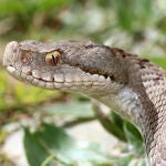 Ejemplar de víbora aspid, muy presente en tierras de Soria