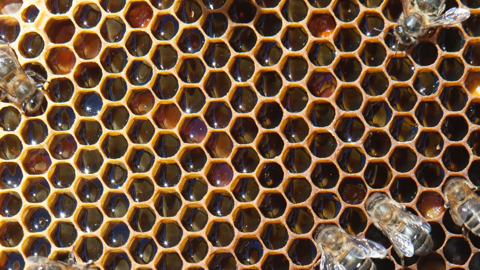 Abejas en un panal