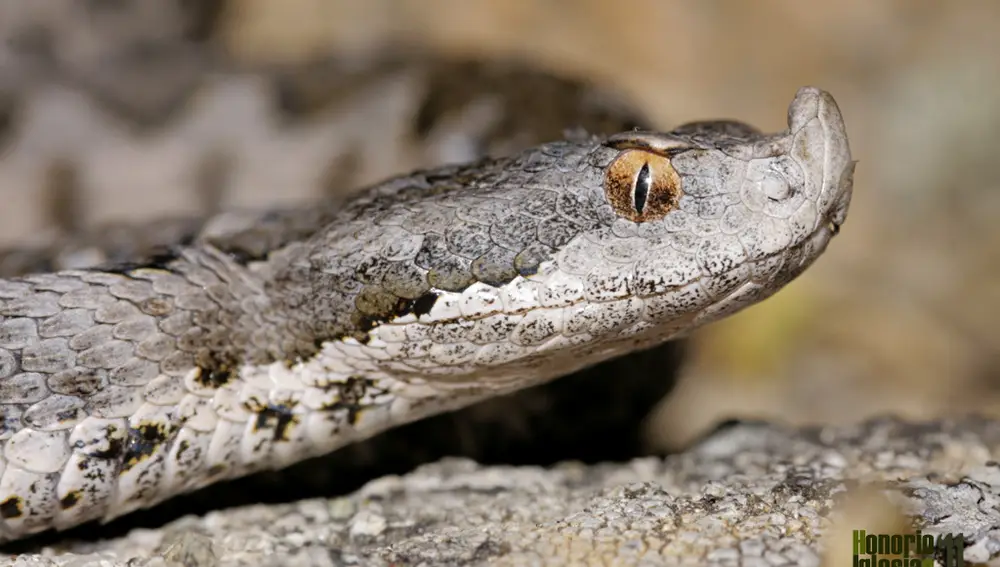 Víbora hocicuda