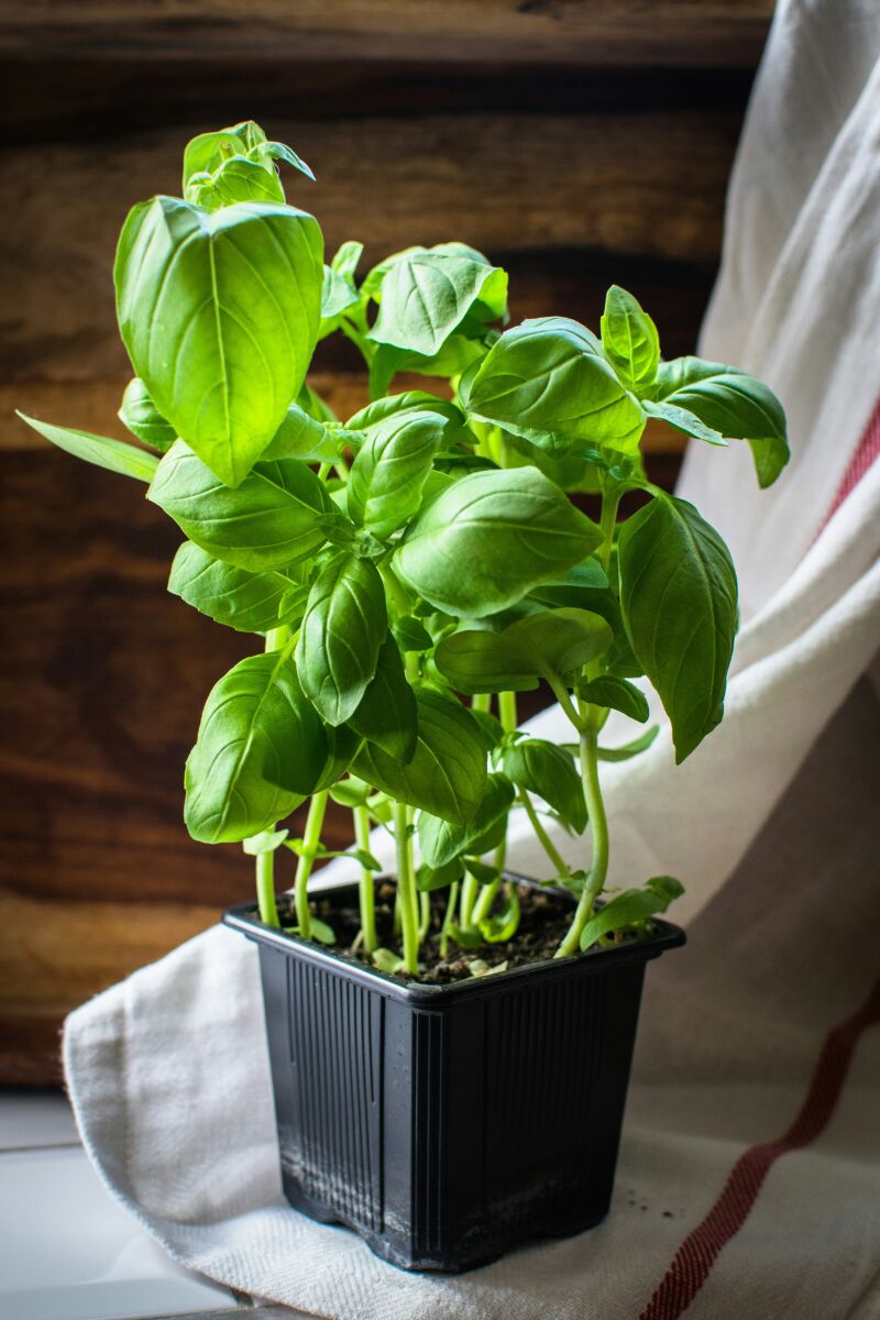Cómo regar el albahaca correctamente: 9 consejos clave para que crezca fuerte, aromática y sin plagas