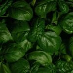 El truco del riego perfecto: cómo tener albahaca siempre fresca en casa