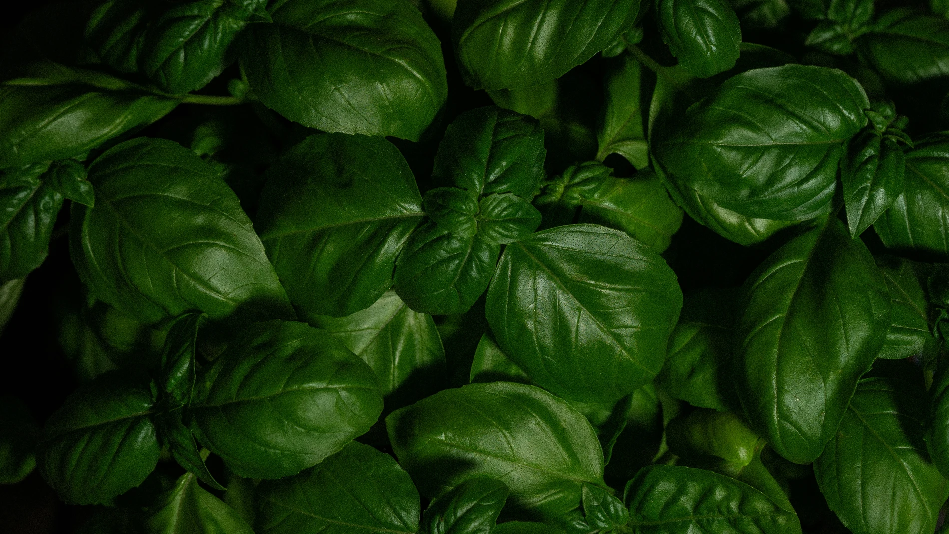 El truco del riego perfecto: cómo tener albahaca siempre fresca en casa