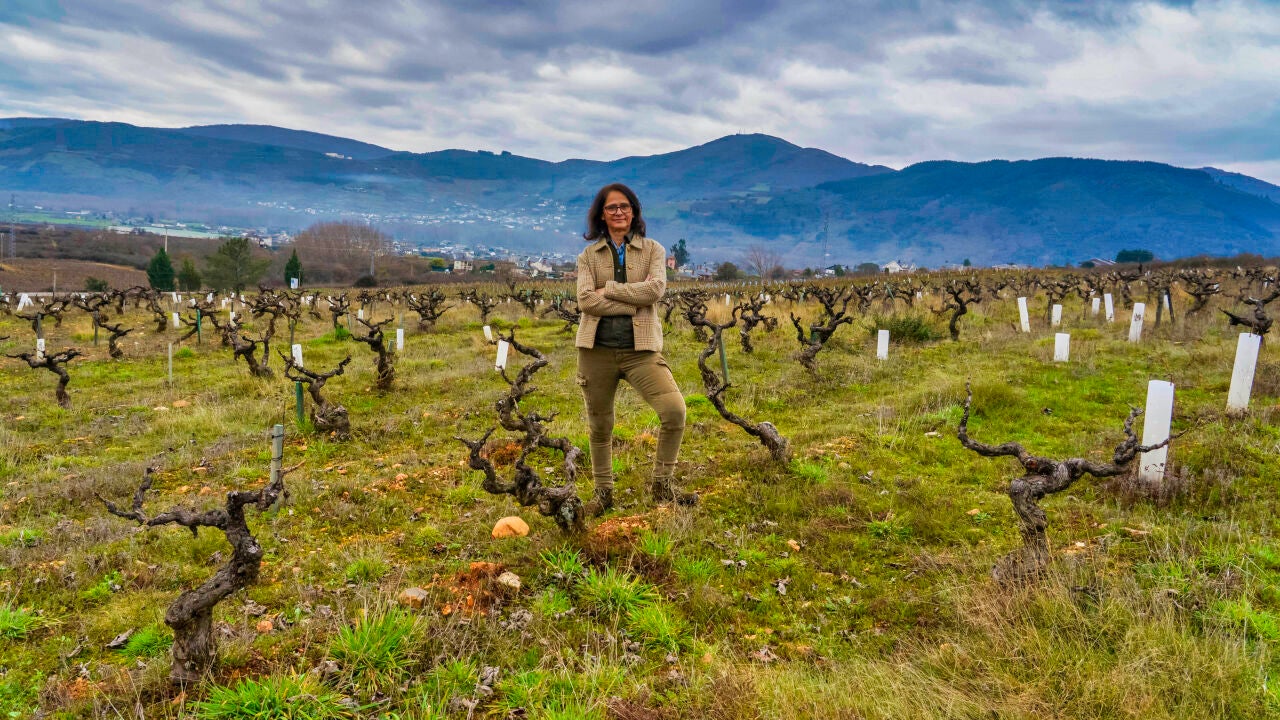 El resurgir del vino