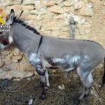 Sucesos.- Investigado en Moratalla (Murcia) por atar un burro a un remolque y arrastrarlo durante medio kilómetro