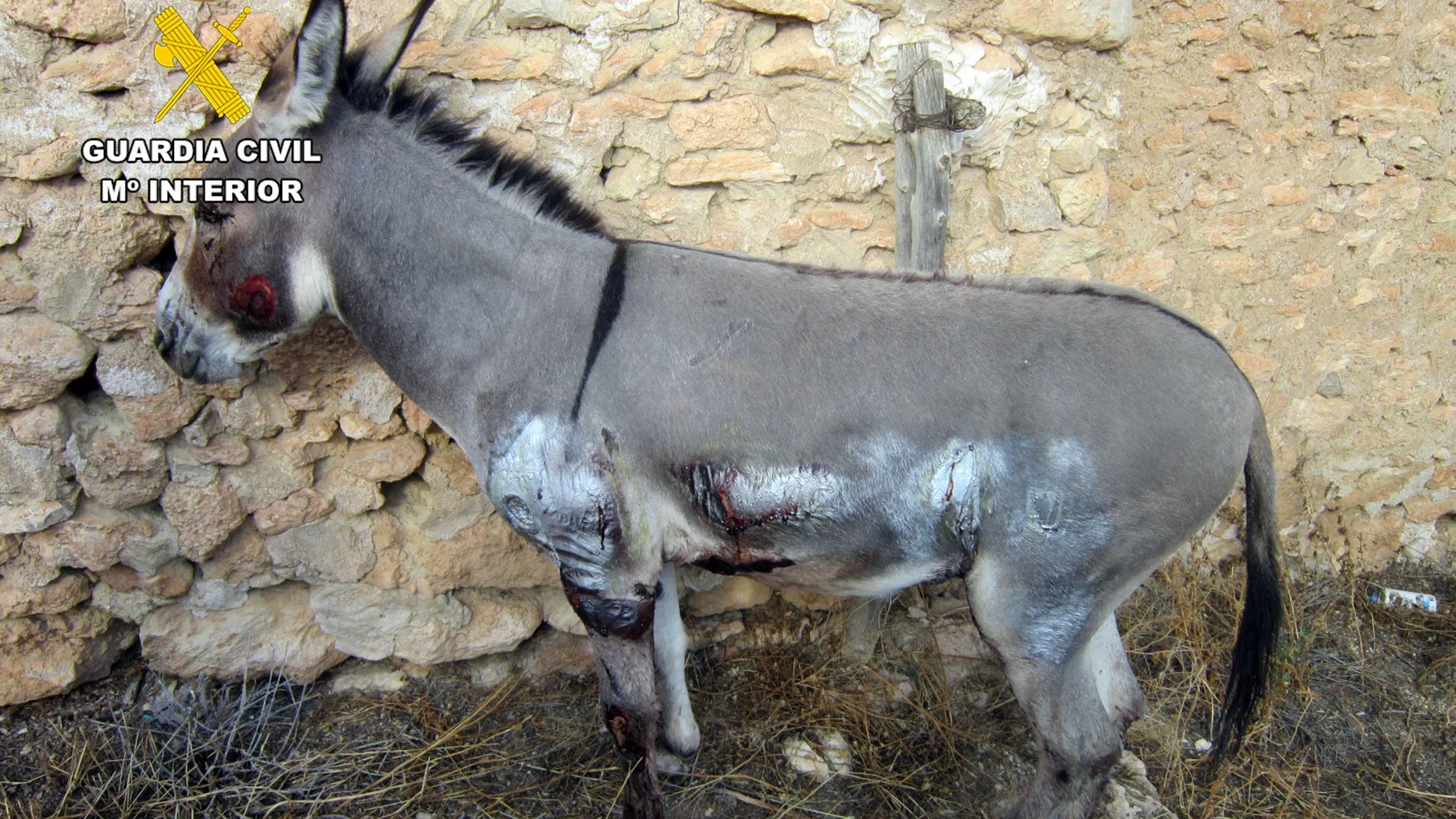 Imagen de las lesiones ocasionadas al burro REMITIDA / HANDOUT por Guardia Civil Fotografía remitida a medios de comunicación exclusivamente para ilustrar la noticia a la que hace referencia la imagen, y citando la procedencia de la imagen en la firma 19/07/2025