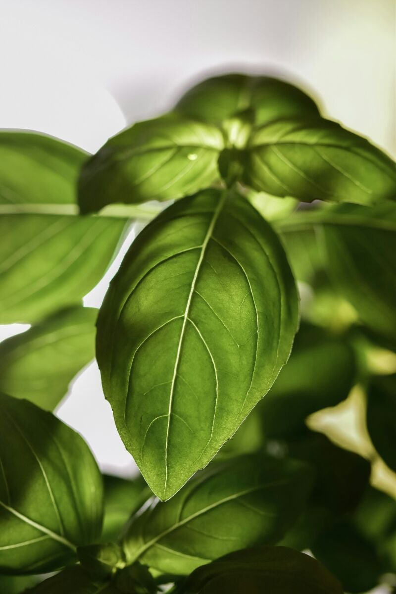 Cómo regar el albahaca correctamente: 9 consejos clave para que crezca fuerte, aromática y sin plagas