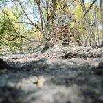 MADRID.-Incendios.- El incendio forestal de Méntrida se da por controlado