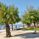 Tamariz: el árbol único vasco que no se encuentra en el resto de España
