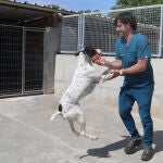 La protectora de Palencia renace como verdadero refugio para animales