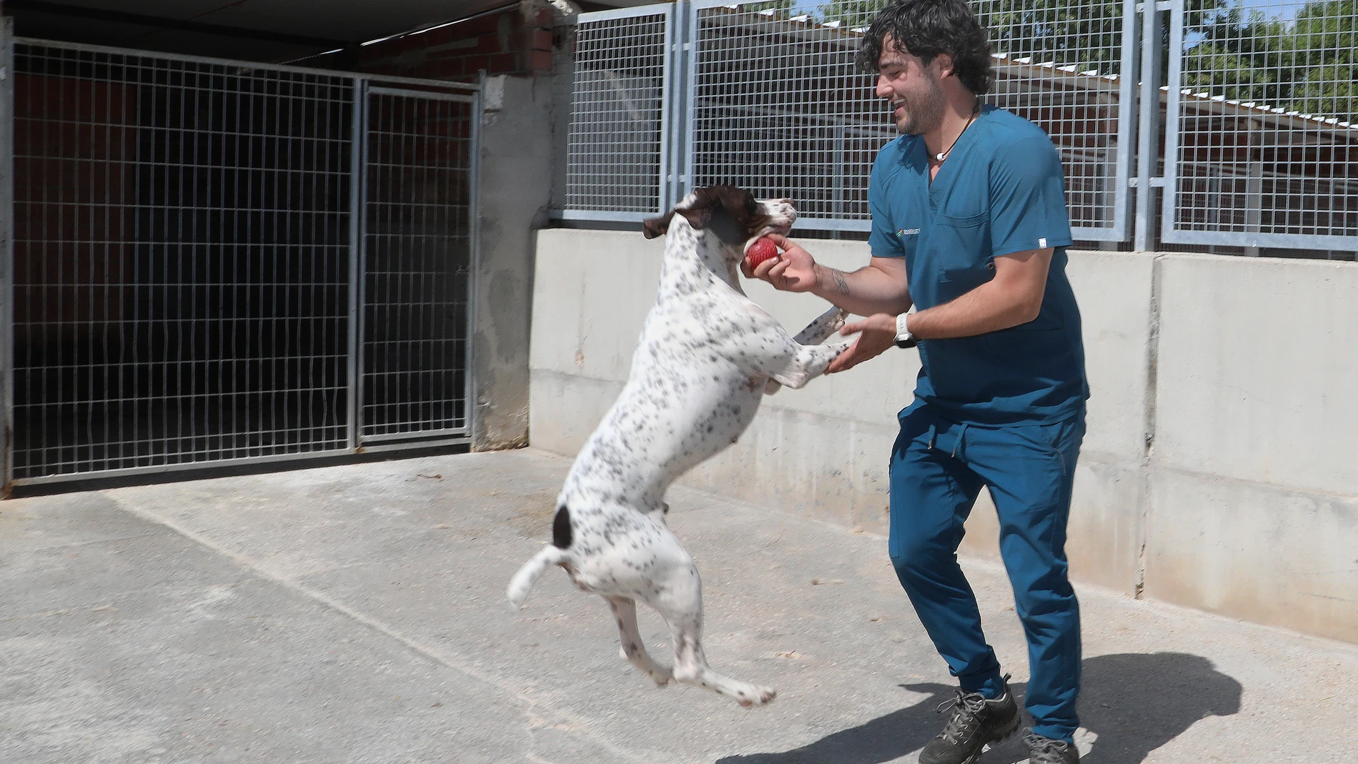 La protectora de Palencia renace como verdadero refugio para animales