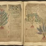 La medicina medieval era más sofisticada de lo que se creía y algunos de sus remedios siguen siendo tendencia ahora