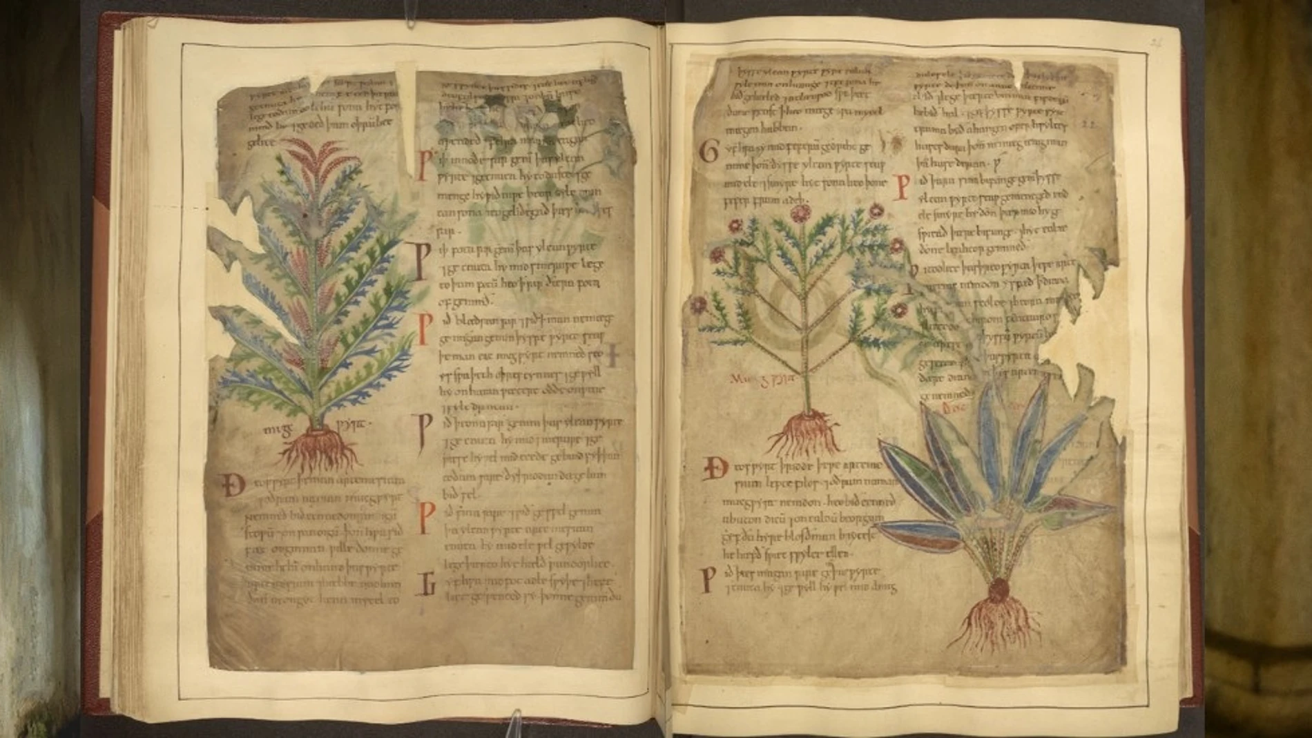 Manuscritos medievales como el MS Cotton Vitellius C III destacan usos de hierbas que reflejan las tendencias de bienestar modernas. REMITIDA / HANDOUT por THE BRITISH LIBRARY Fotografía remitida a medios de comunicación exclusivamente para ilustrar la noticia a la que hace referencia la imagen, y citando la procedencia de la imagen en la firma 18/07/2025