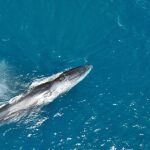 La segunda especia animal más grande del planeta se pasea por las costas valencianas 