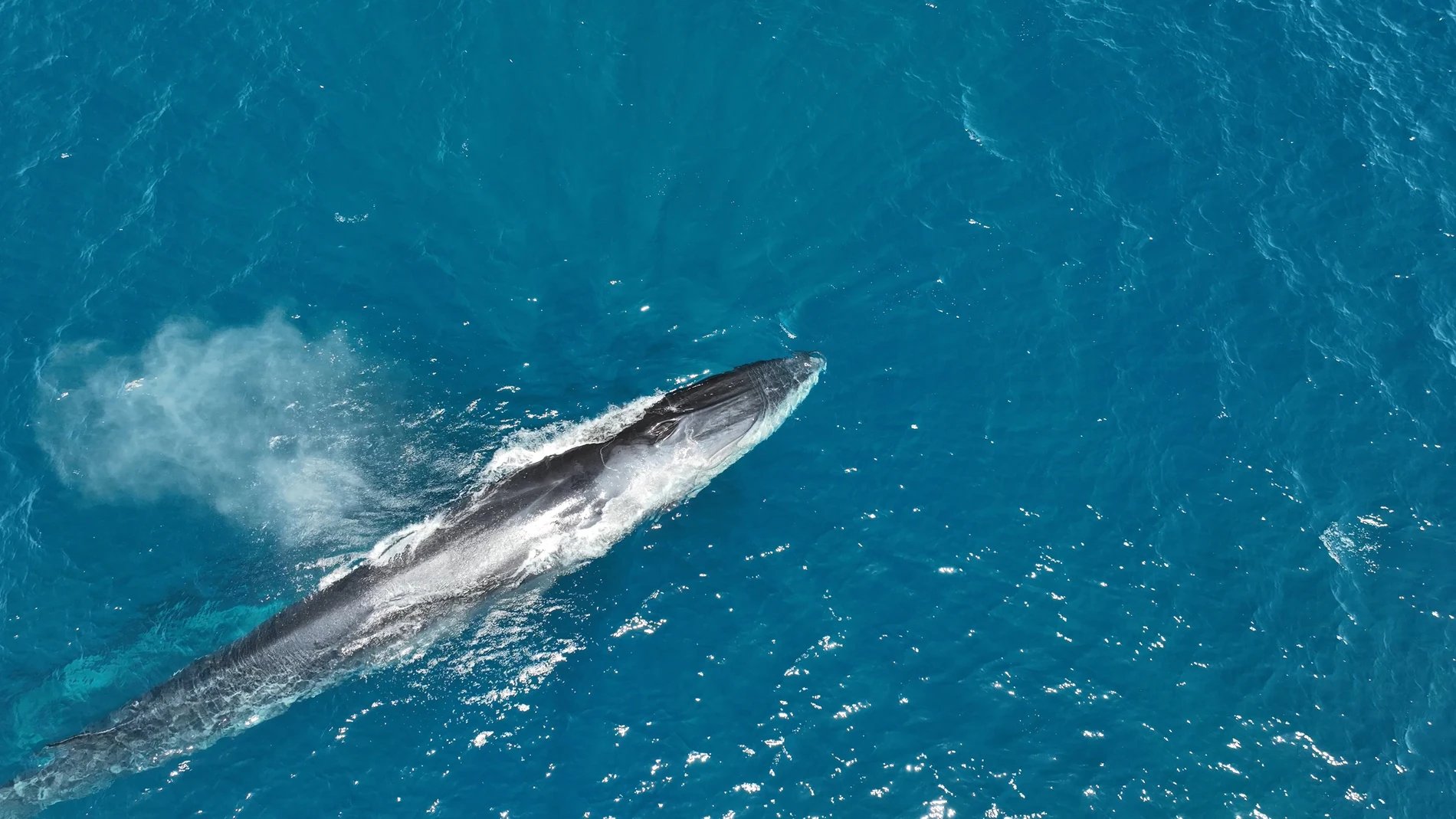 La segunda especia animal más grande del planeta se pasea por las costas valencianas