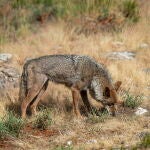 El Constitucional estudiará la próxima semana el recurso del Defensor del Pueblo contra la caza del lobo