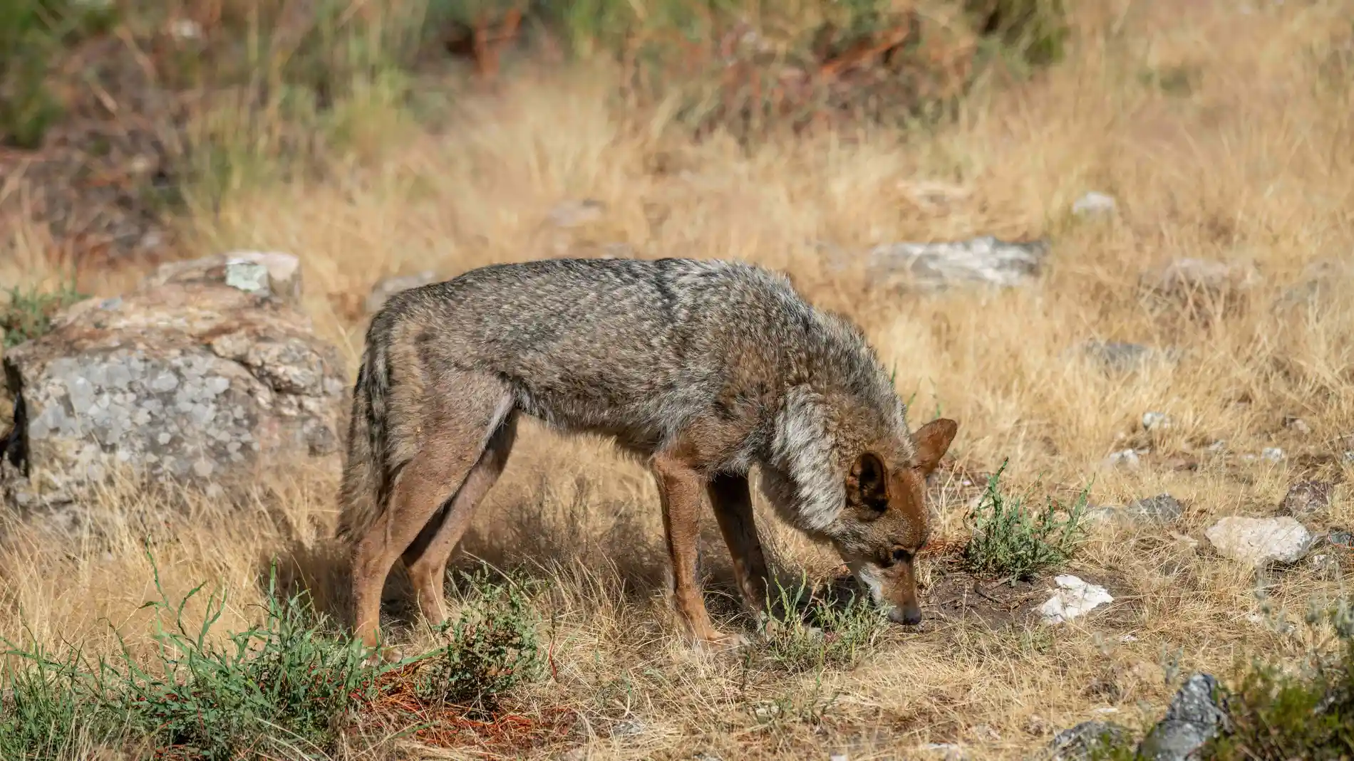 July 16, 2025, Puebla De Sanabria, Zamora, Spain: Photographs taken at Centro del LOBO IBERICO "Felix Rodriguez de la Fuente" to their WOLF bred there and others recovered. July 16, 2025 in Zamora, Spain. Europa Press/Contacto/Oscar Manuel Sanchez 16/07/2025 ONLY FOR USE IN SPAIN