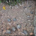 Ejemplares de tortuga europea intervenidas en una finca en Sant Llorenç des Cardassar.