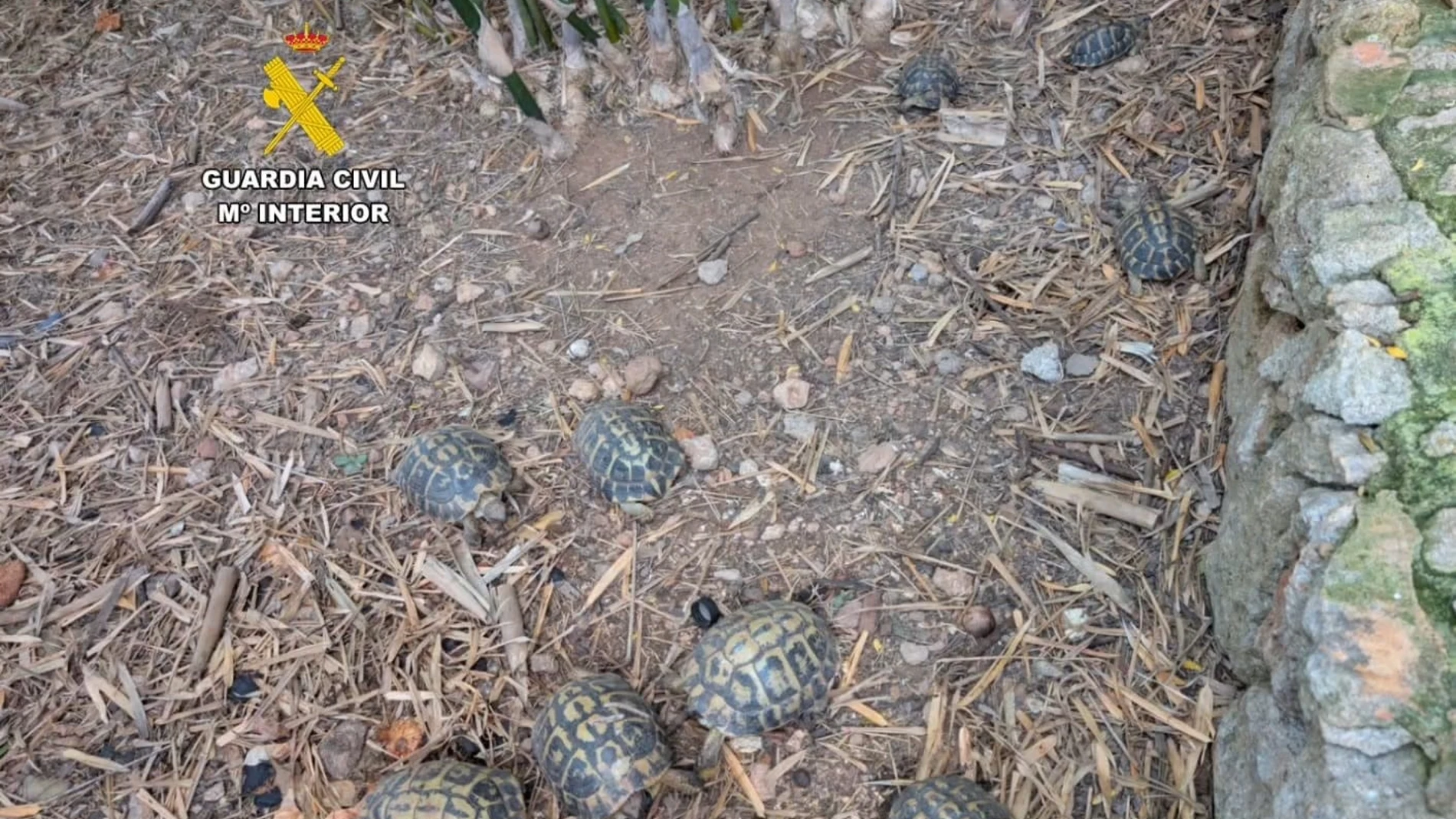 Ejemplares de tortuga europea intervenidas en una finca en Sant Llorenç des Cardassar. REMITIDA / HANDOUT por Guardia Civil Fotografía remitida a medios de comunicación exclusivamente para ilustrar la noticia a la que hace referencia la imagen, y citando la procedencia de la imagen en la firma 20/07/2025