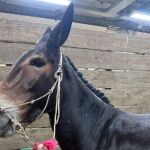 Milagros, la mula colombiana que vale más de 84.000 euros