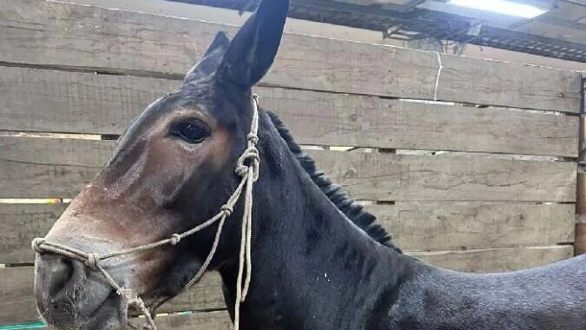 Milagros, la mula colombiana que vale más de 84.000 euros