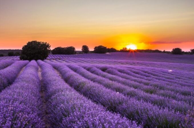 Campos de Lavanda en Brihuega