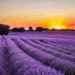 Campos de Lavanda en Brihuega