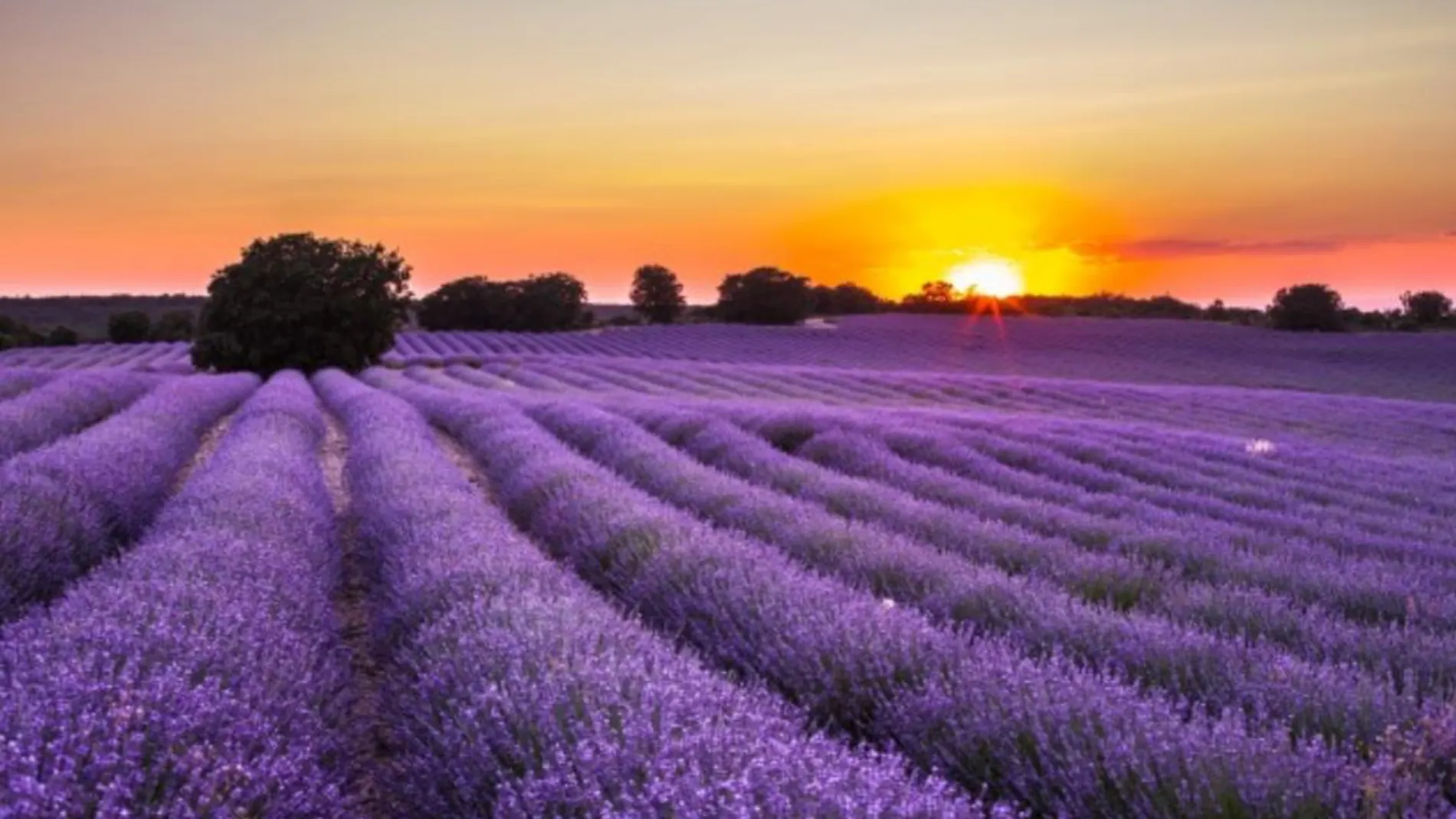 Campos de Lavanda en Brihuega