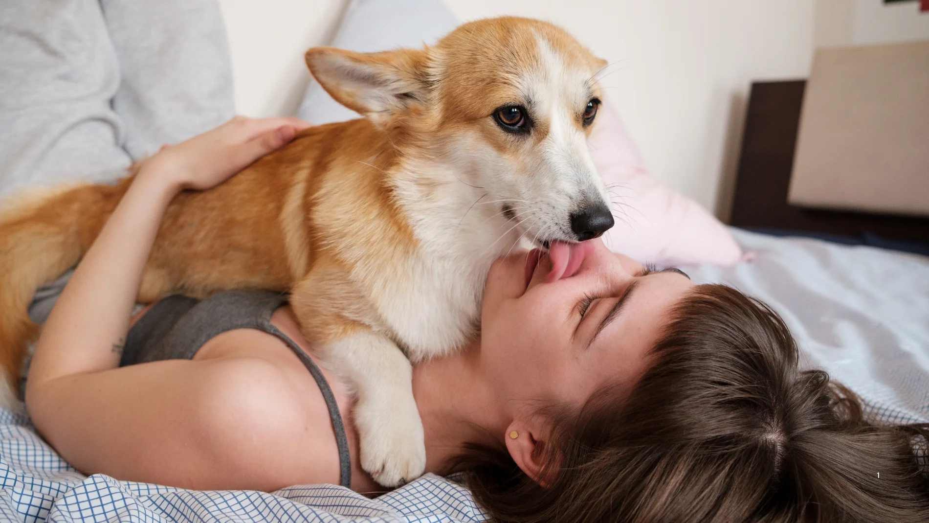 Tu perro no te lame porque te quiere: lo que realmente significa este gesto según una educadora canina