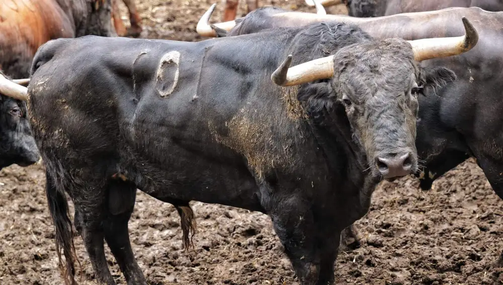 "Trinador", nº 101