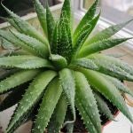 5 plantas que ayudan a refrescar tu casa en verano (y que además quedan preciosas)