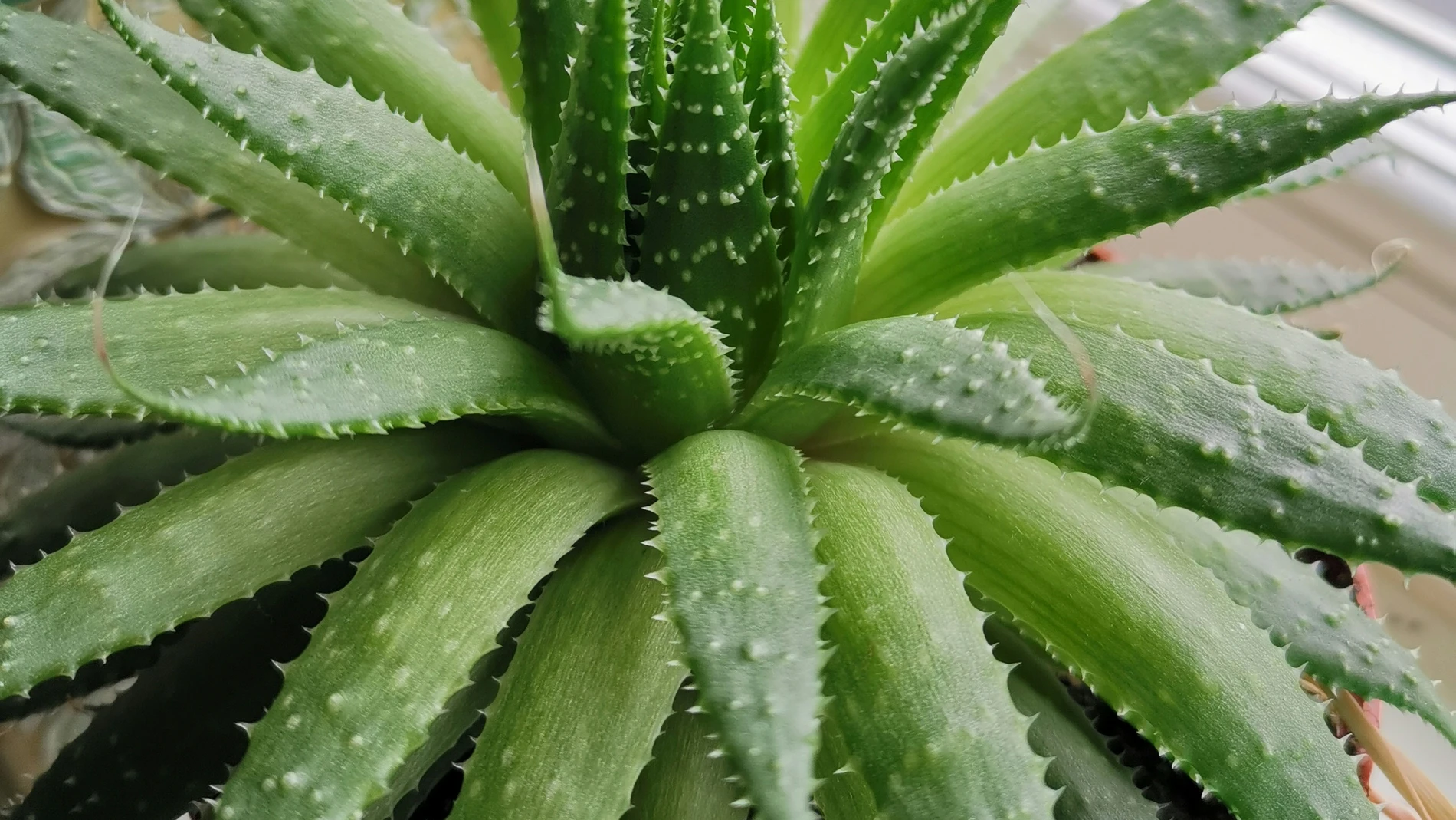 5 plantas que ayudan a refrescar tu casa en verano (y que además quedan preciosas)