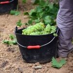 Temporero recogiendo uvas