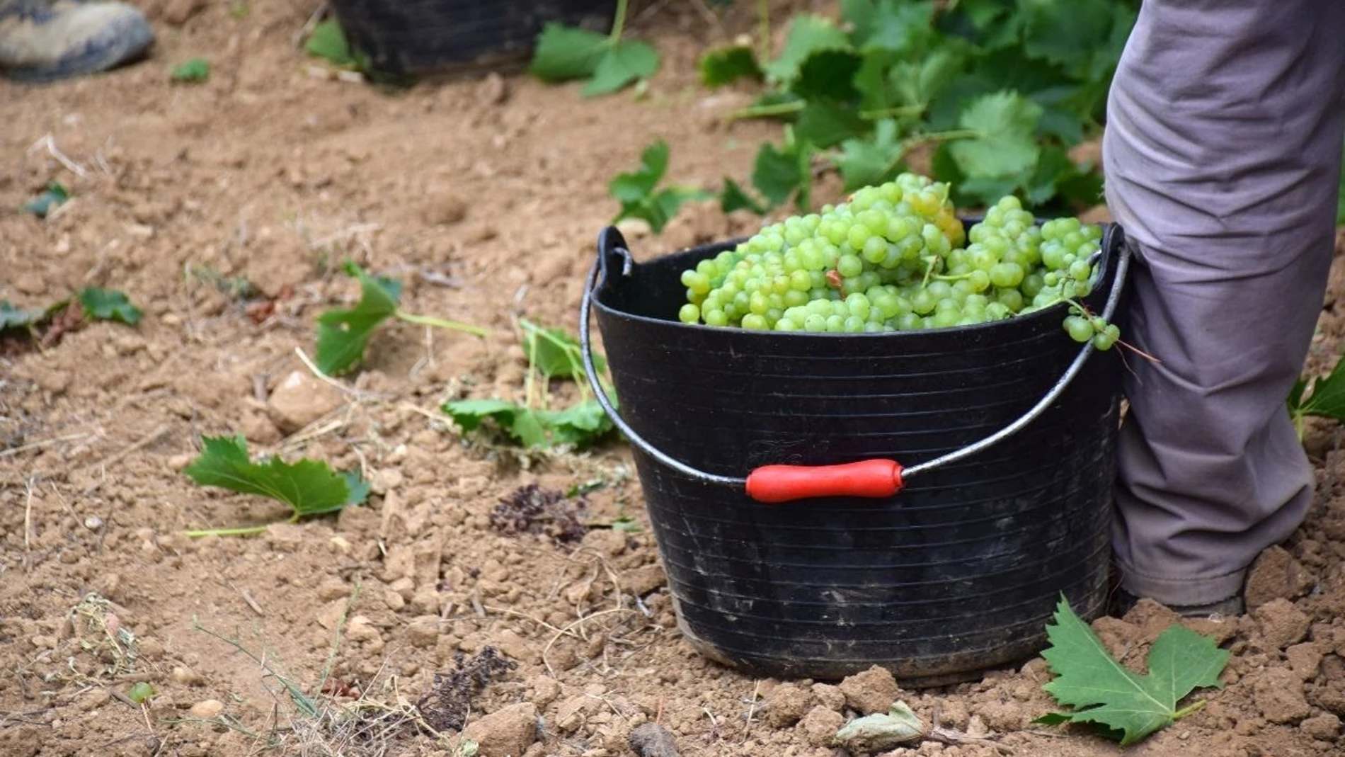 Temporero recogiendo uvas
