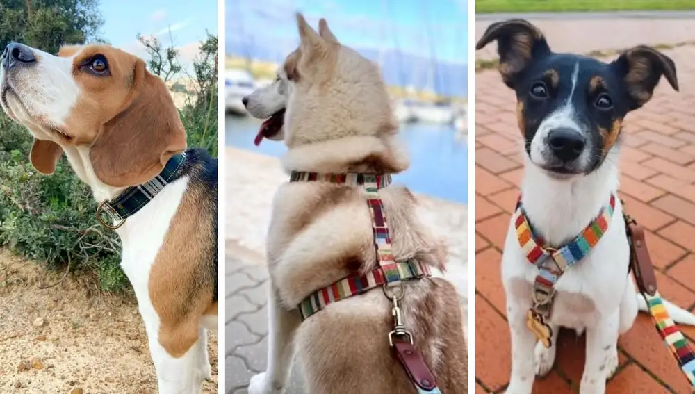 Collares y correas con diseño limpio y fabricación local: la propuesta funcional de Lolo’s.