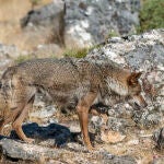 Un total de 15 CCAA, 2 del PSOE, piden a MITECO convocar la Conferencia Sectorial para aprobar informe sexenal del lobo