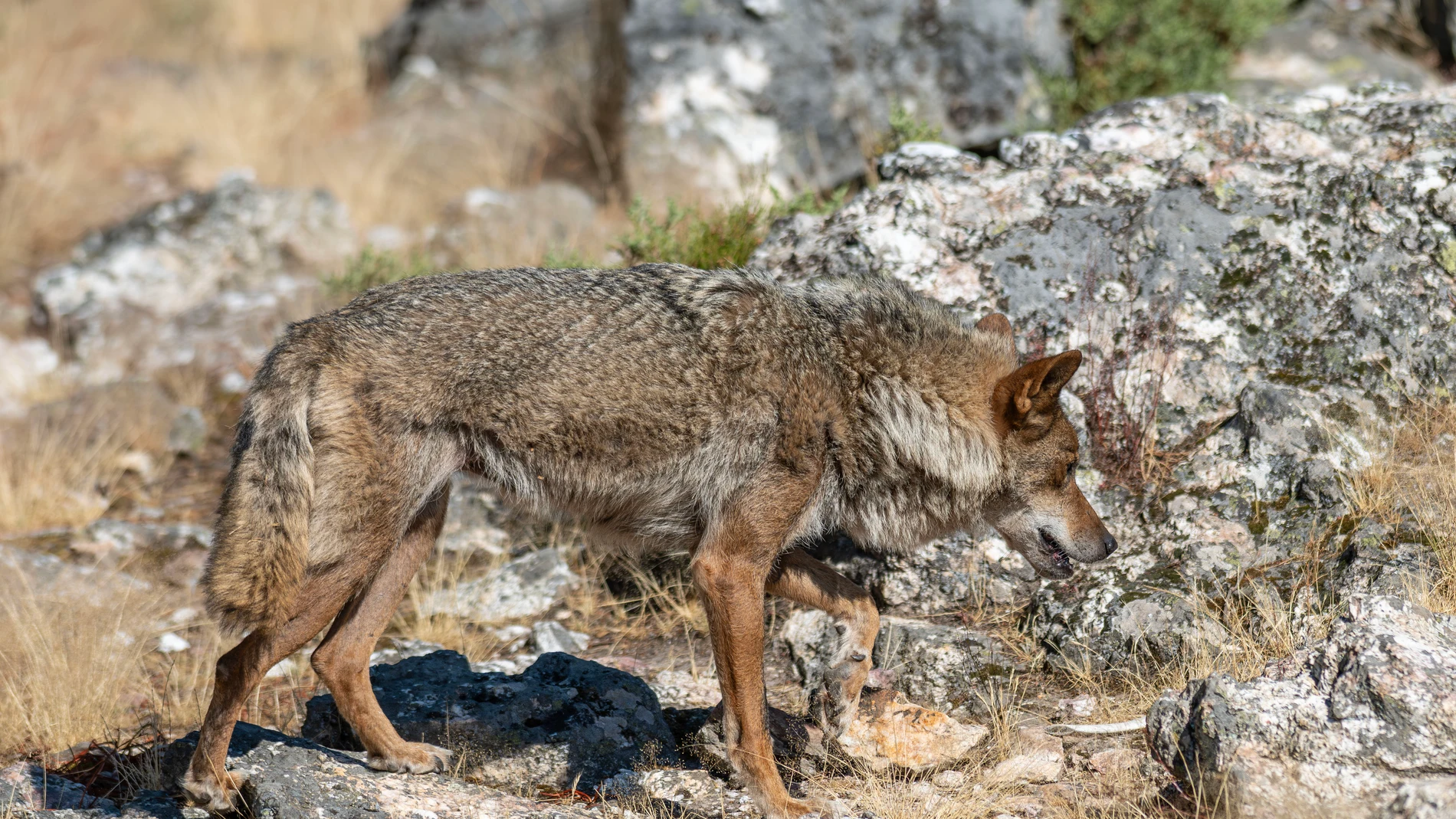 July 16, 2025, Puebla De Sanabria, Zamora, Spain: Photographs taken at Centro del LOBO IBERICO "Felix Rodriguez de la Fuente" to their WOLF bred there and others recovered. July 16, 2025 in Zamora, Spain. Europa Press/Contacto/Oscar Manuel Sanchez 16/07/2025 ONLY FOR USE IN SPAIN