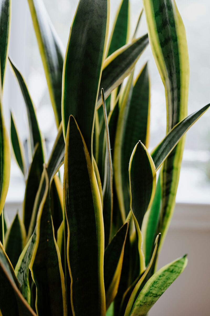 5 plantas que ayudan a refrescar tu casa en verano (y que además quedan preciosas)