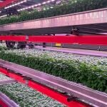 Néboda cierra una ronda de 1,84 millones de euros para escalar su modelo de agricultura vertical industrial