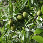 Árbol que produce el mango