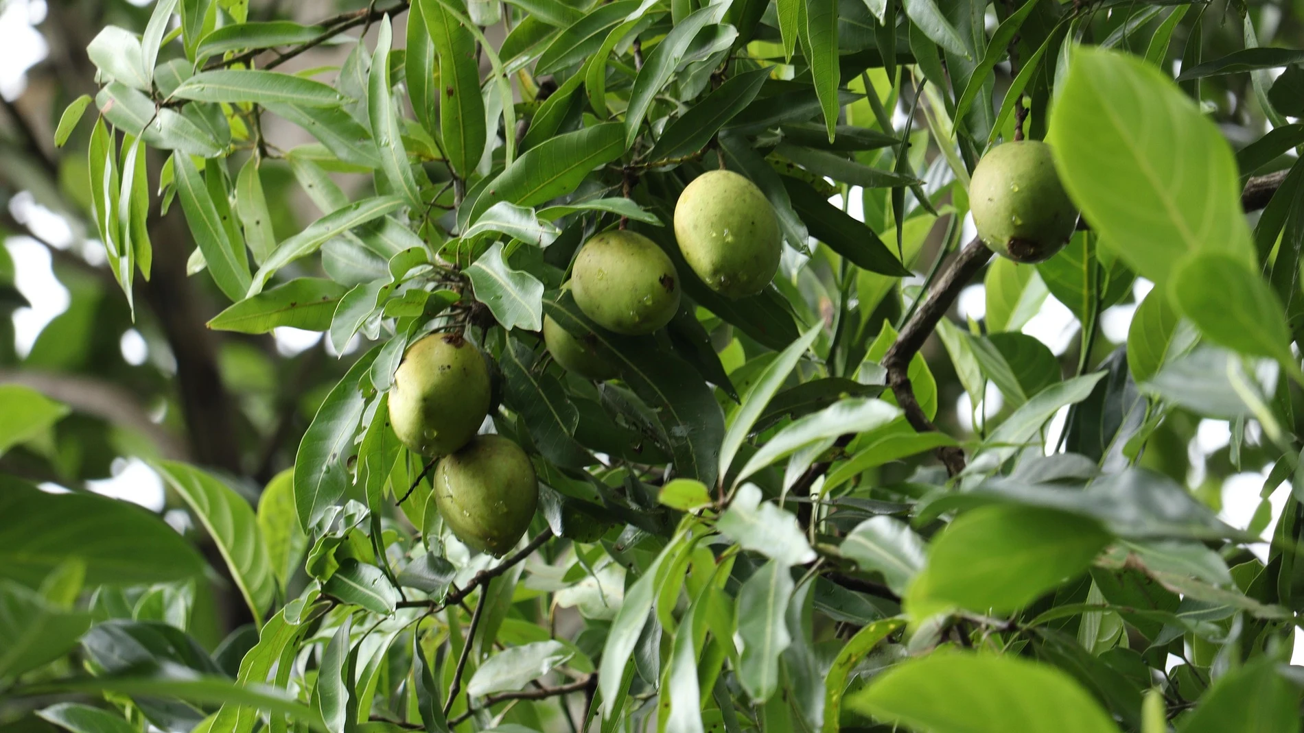 Árbol que produce el mango