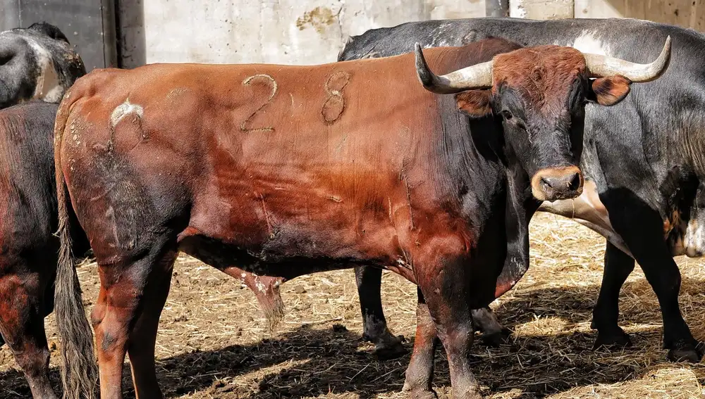 "Gavioto", nº 28
