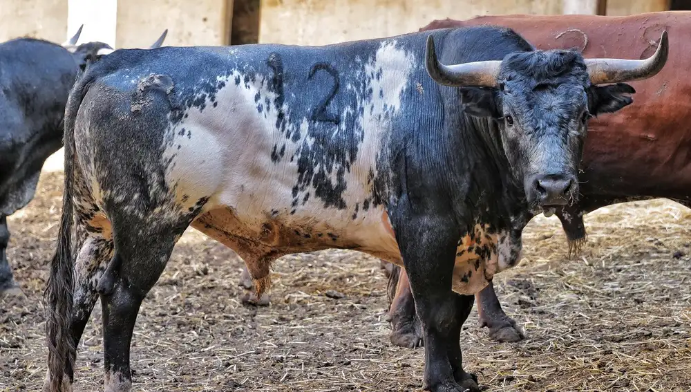 "Jarito", nº 12