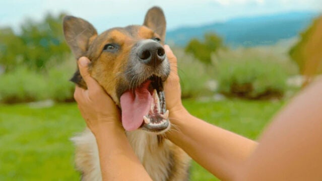 Un perro dejándose acariciar