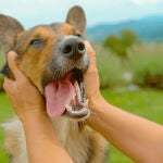 Un perro dejándose acariciar