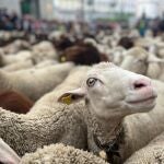 Economía/Ganadería.- Cantabria detecta los primeros casos del serotipo 3 de lengua azul, con tres focos confirmados